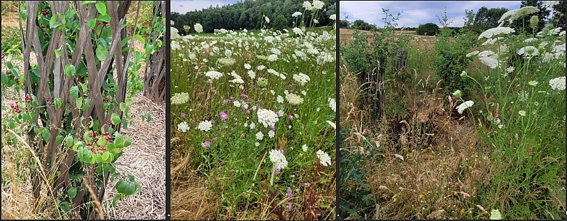 (Fotos: Sabine Sauter, Stadt Weißenhorn)